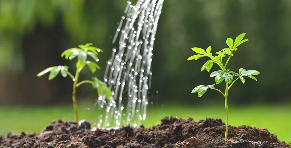 Watering young plants in growing media
