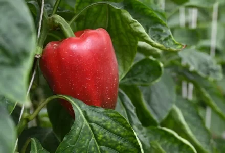 Pepper fruit developing on a plant